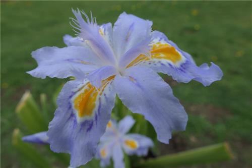 I. japonica - blue form